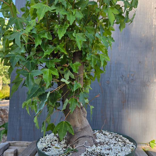 Trident Maple, Acer buergerianum, Absummer25,6