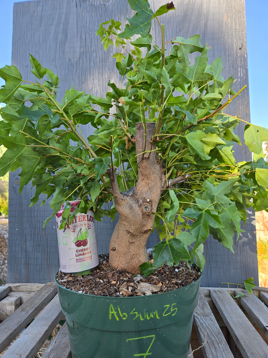 Trident Maple, Acer buergerianum, Absummer25,7