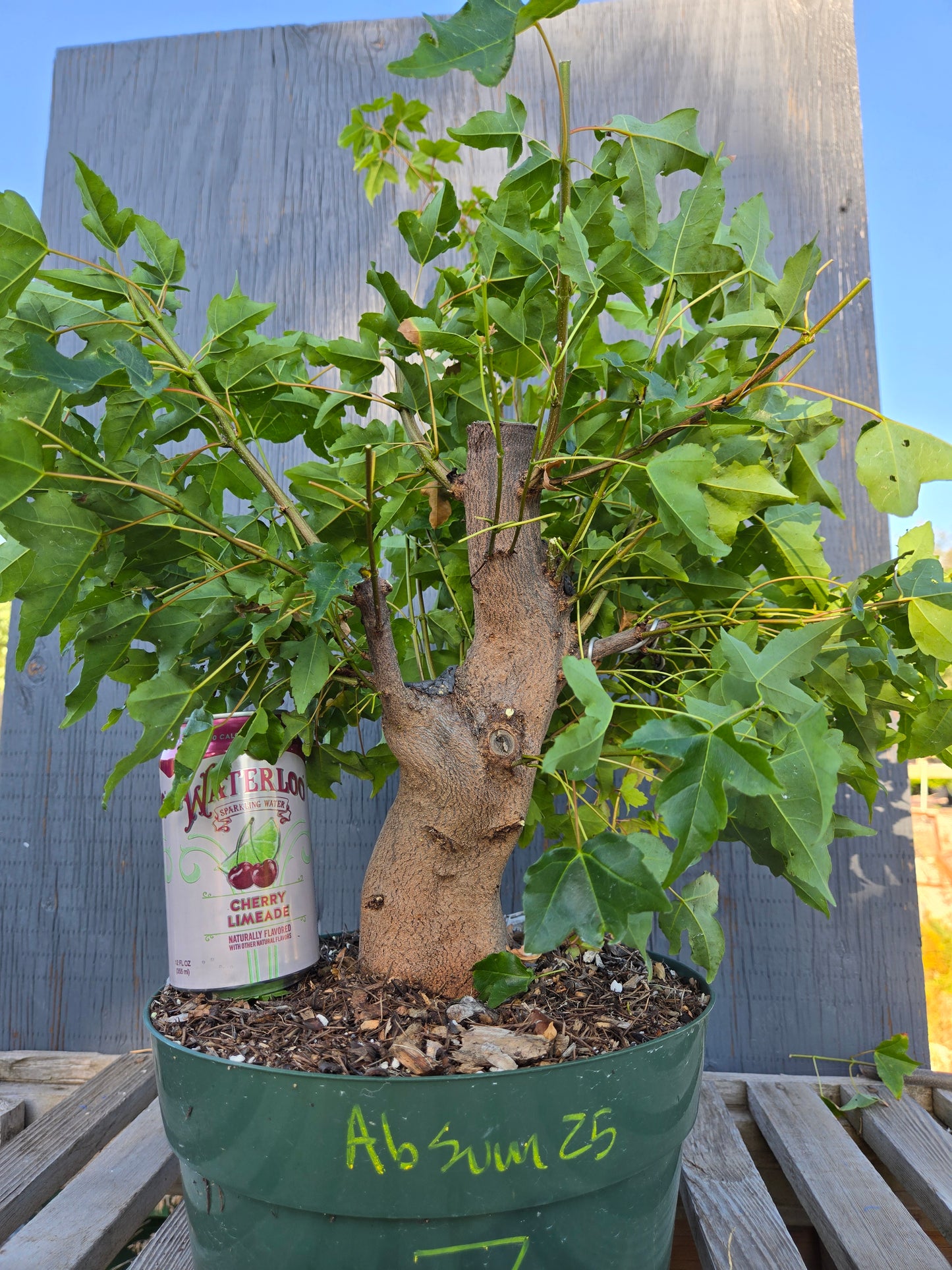 Trident Maple, Acer buergerianum, Absummer25,7