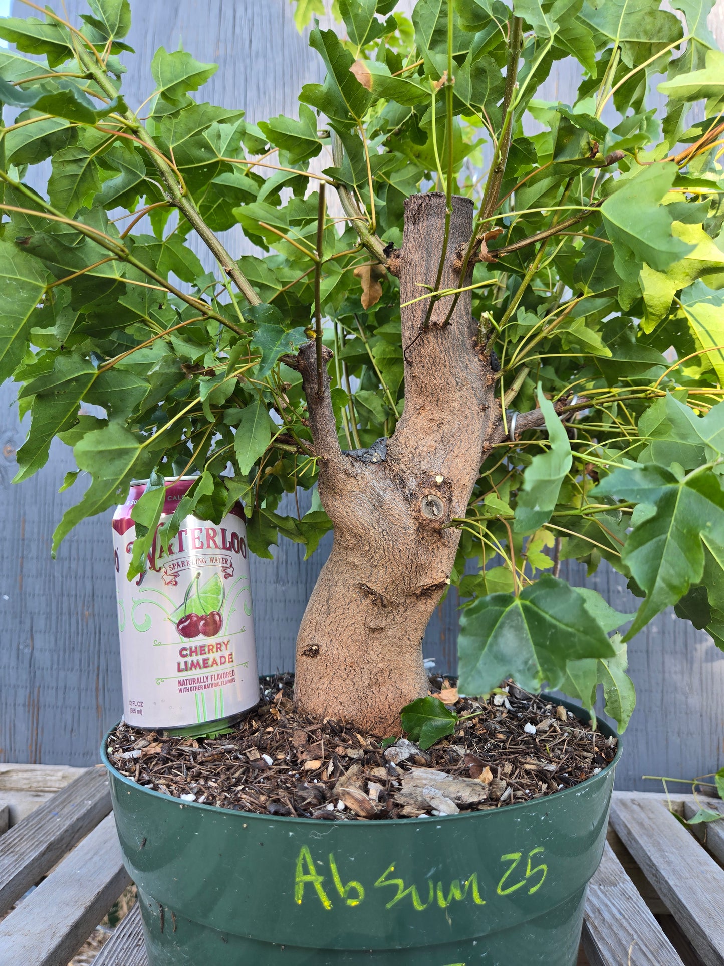 Trident Maple, Acer buergerianum, Absummer25,7