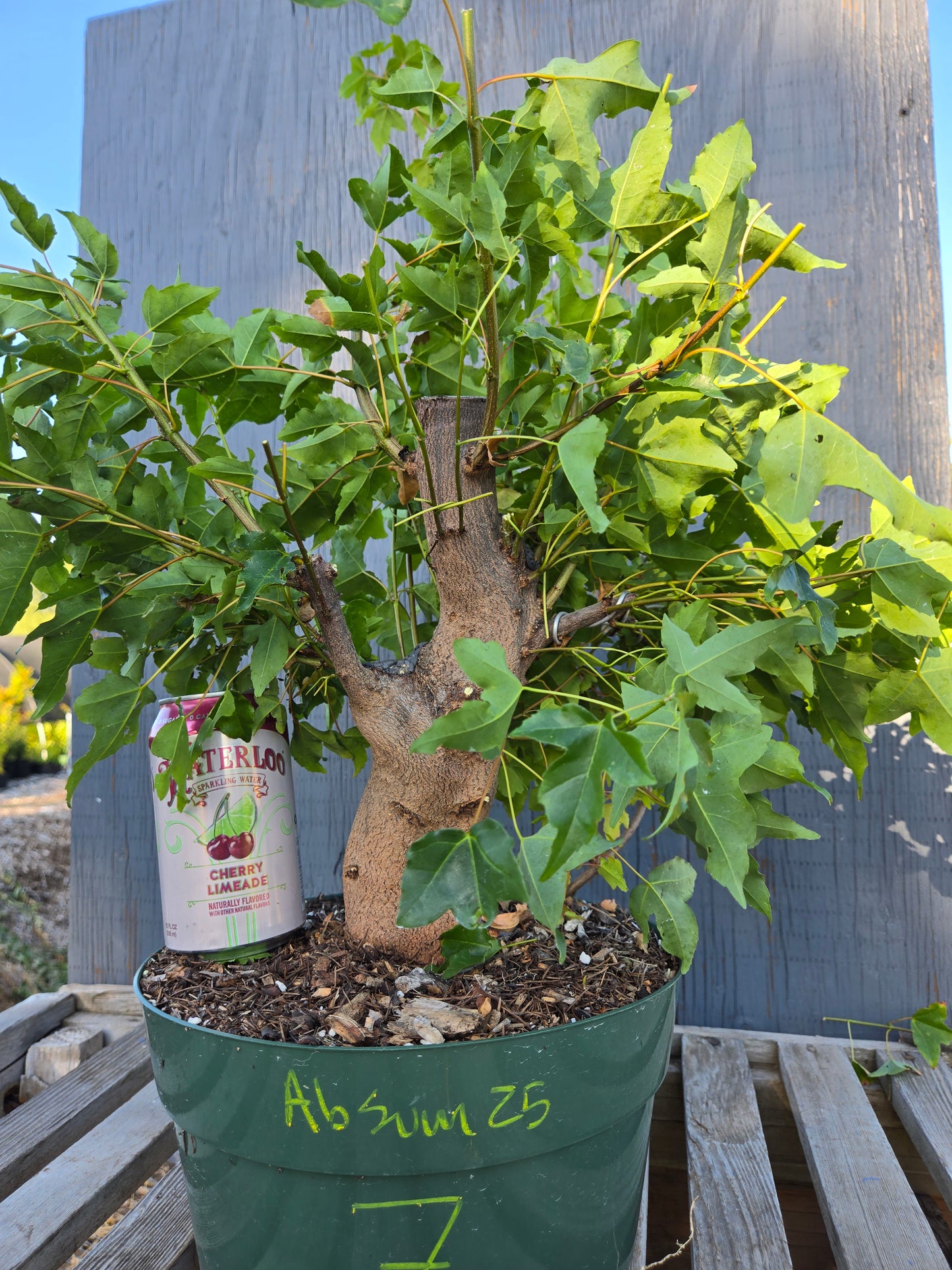 Trident Maple, Acer buergerianum, Absummer25,7