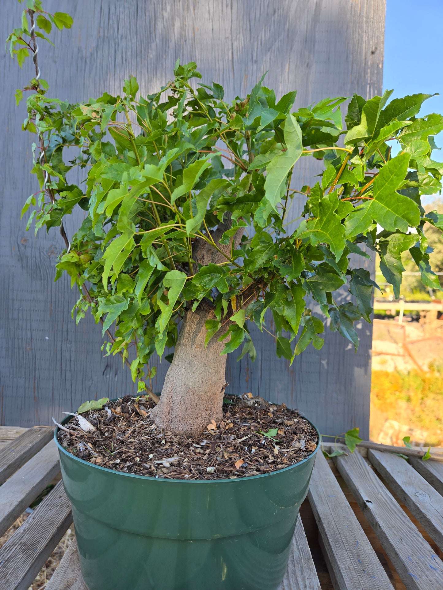 Trident Maple, Acer buergerianum, Absummer25,7