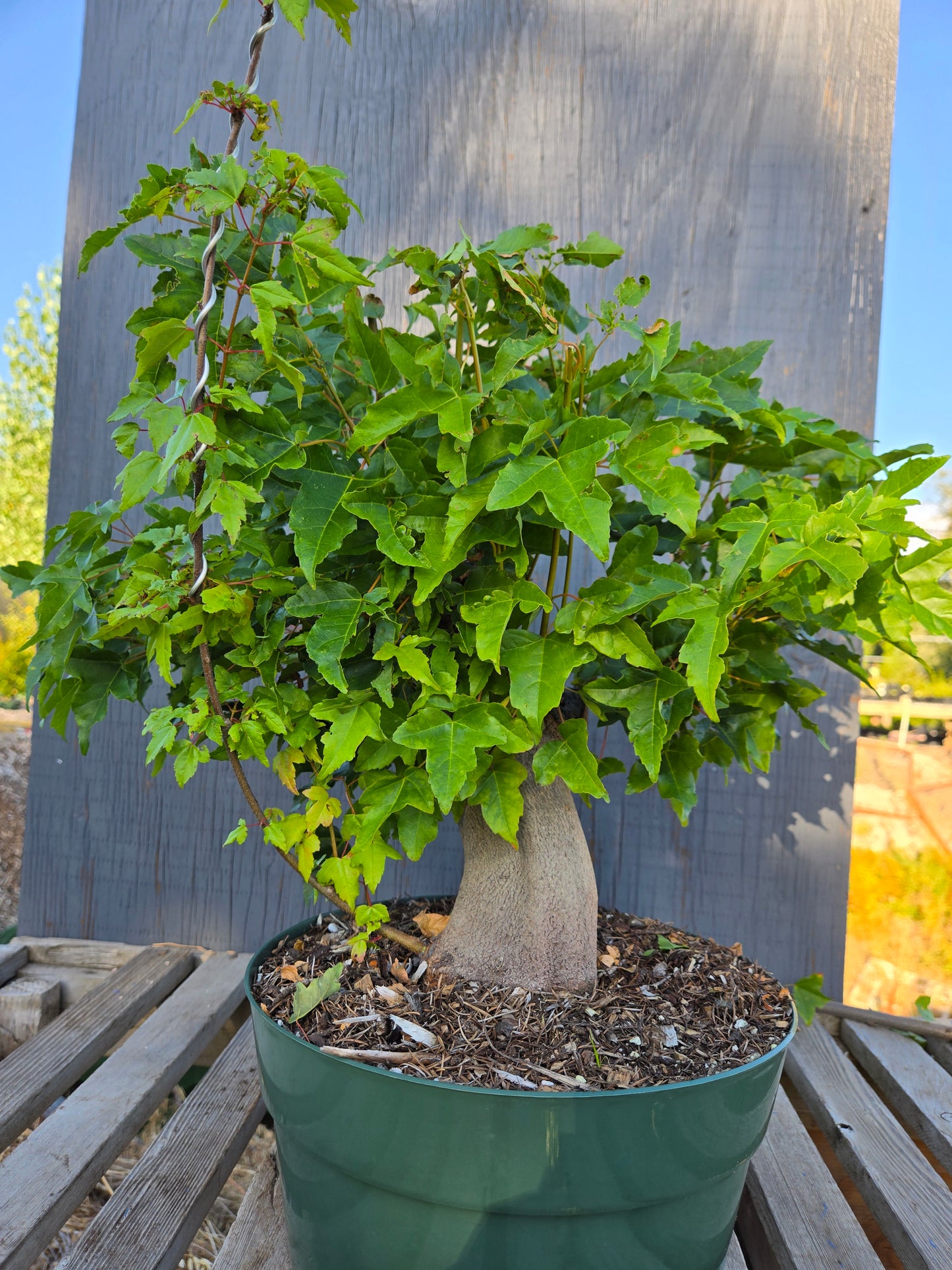 Trident Maple, Acer buergerianum, Absummer25,7