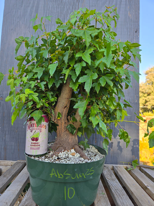 Trident Maple, Acer buergerianum, Absummer25,10