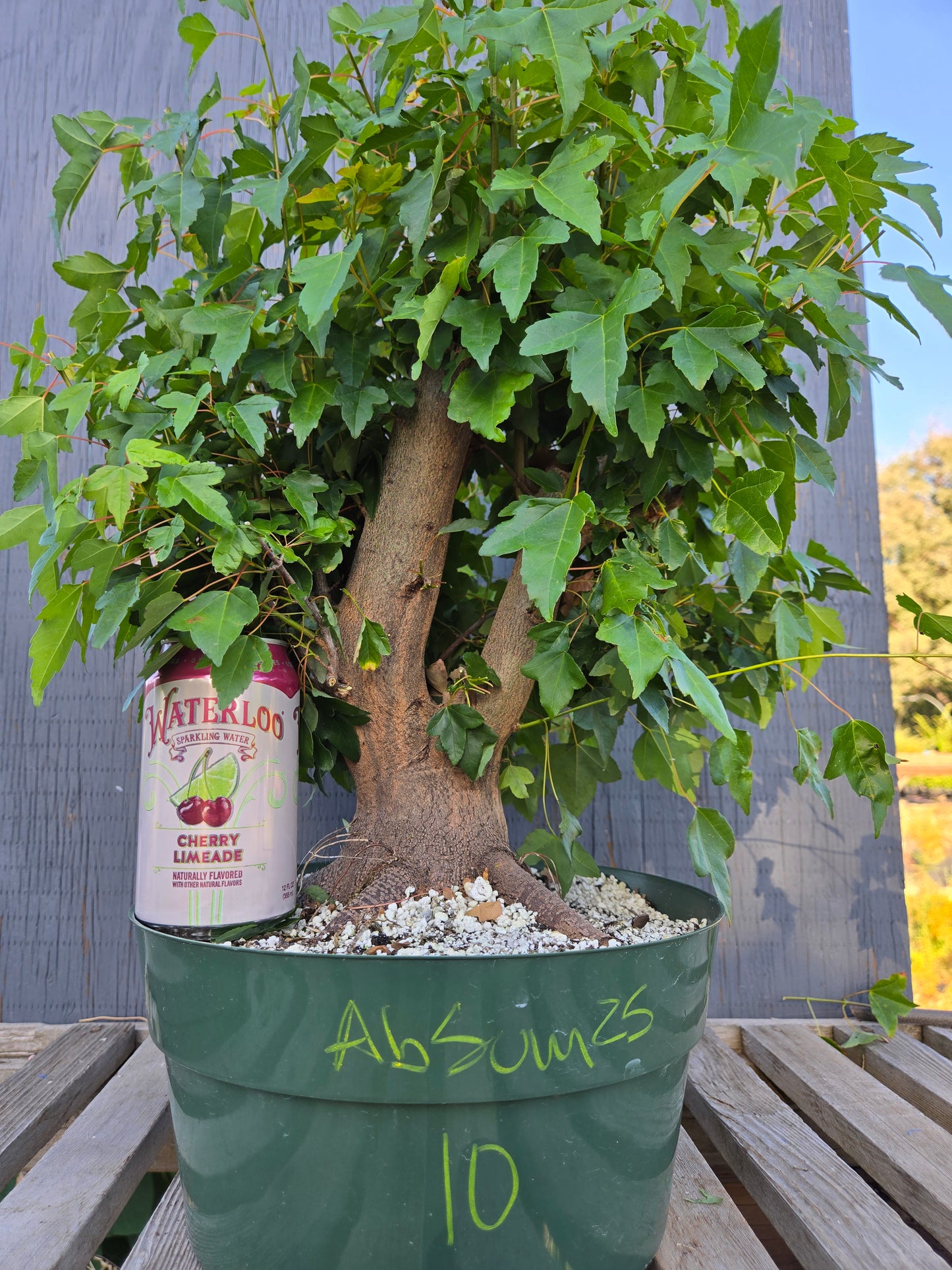 Trident Maple, Acer buergerianum, Absummer25,10