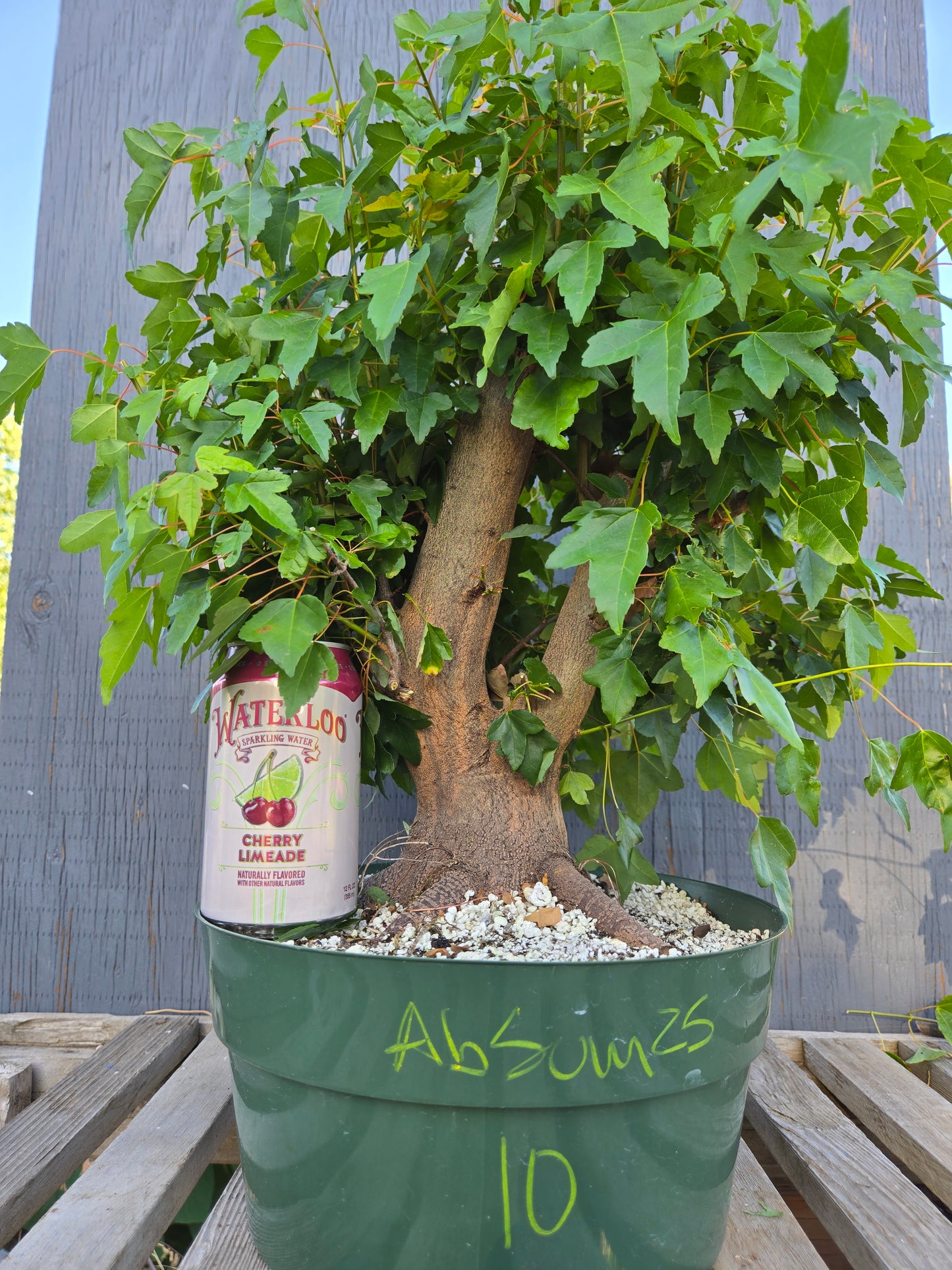 Trident Maple, Acer buergerianum, Absummer25,10