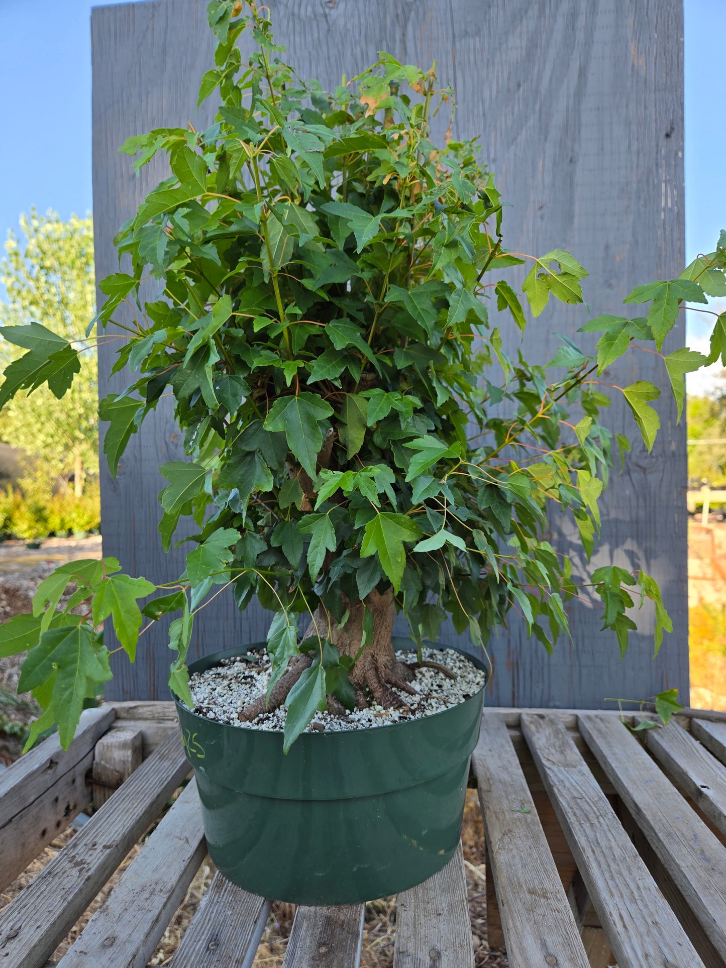 Trident Maple, Acer buergerianum, Absummer25,10