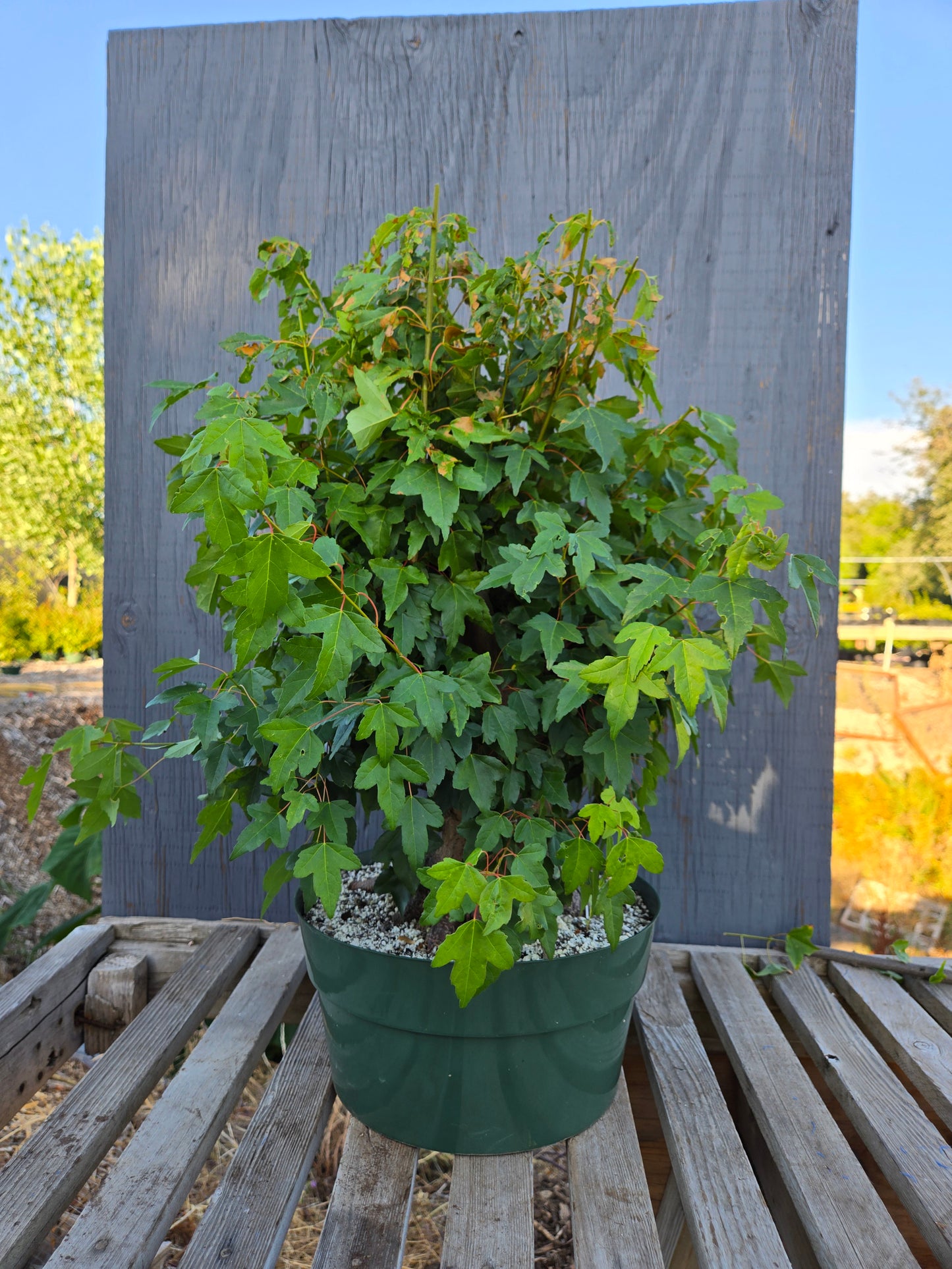 Trident Maple, Acer buergerianum, Absummer25,10