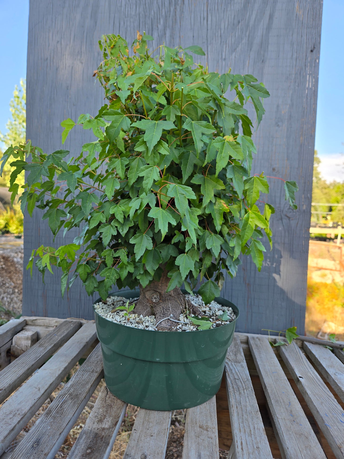 Trident Maple, Acer buergerianum, Absummer25,10