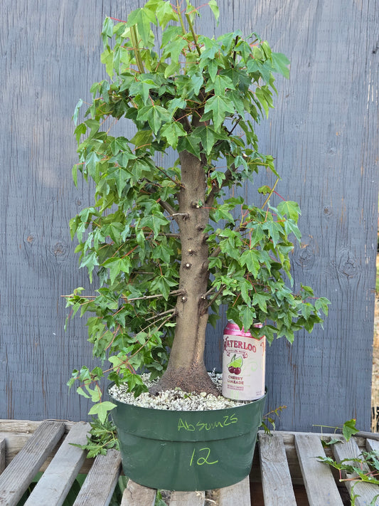 Trident Maple, Acer buergerianum, Absummer25,12