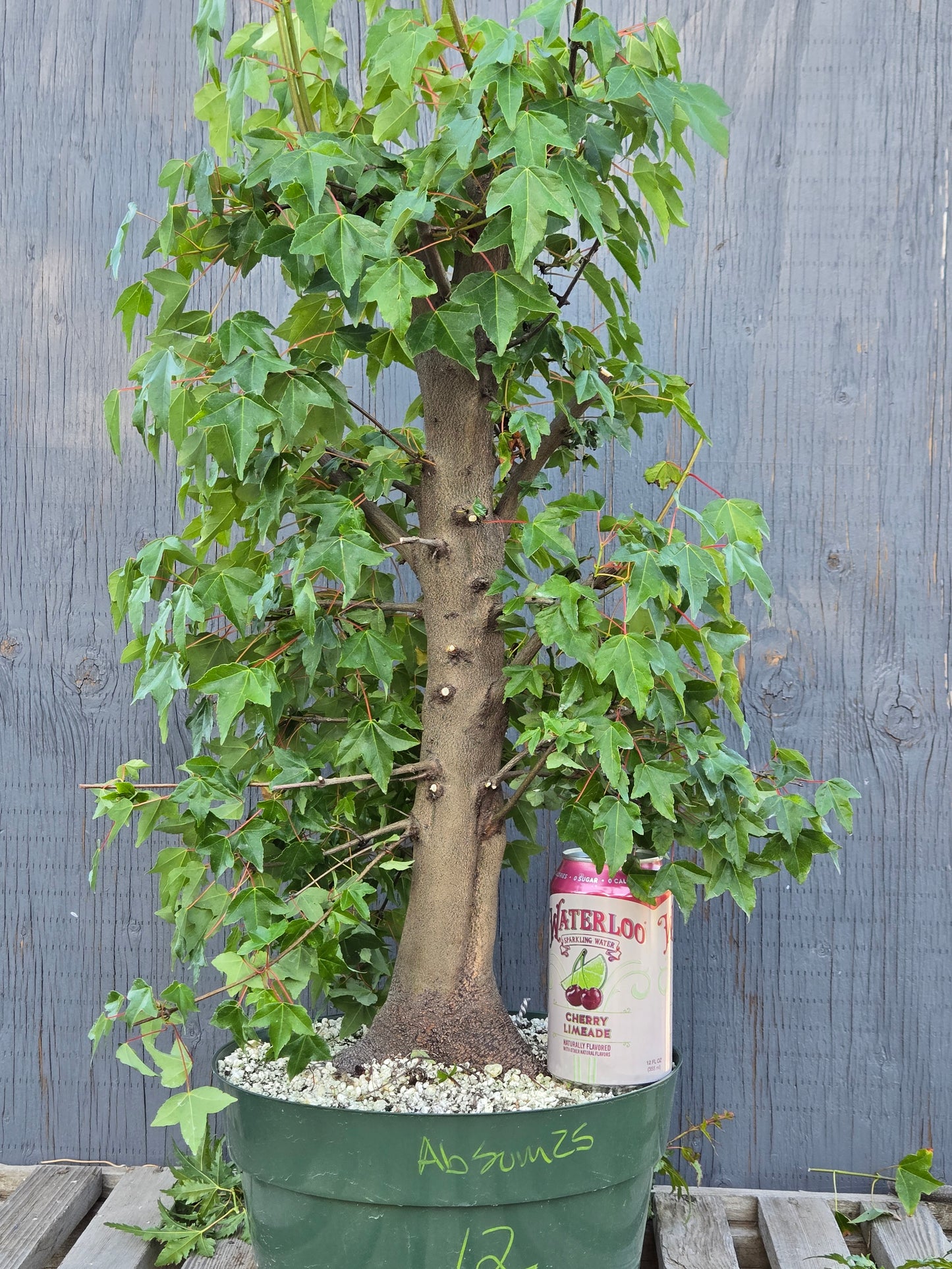 Trident Maple, Acer buergerianum, Absummer25,12