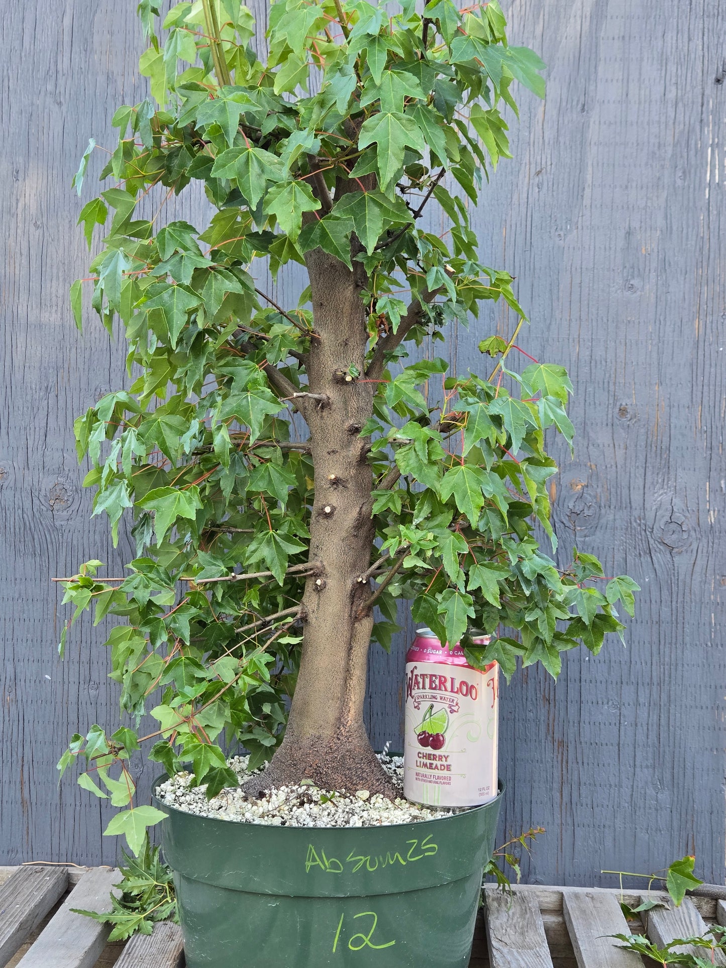 Trident Maple, Acer buergerianum, Absummer25,12