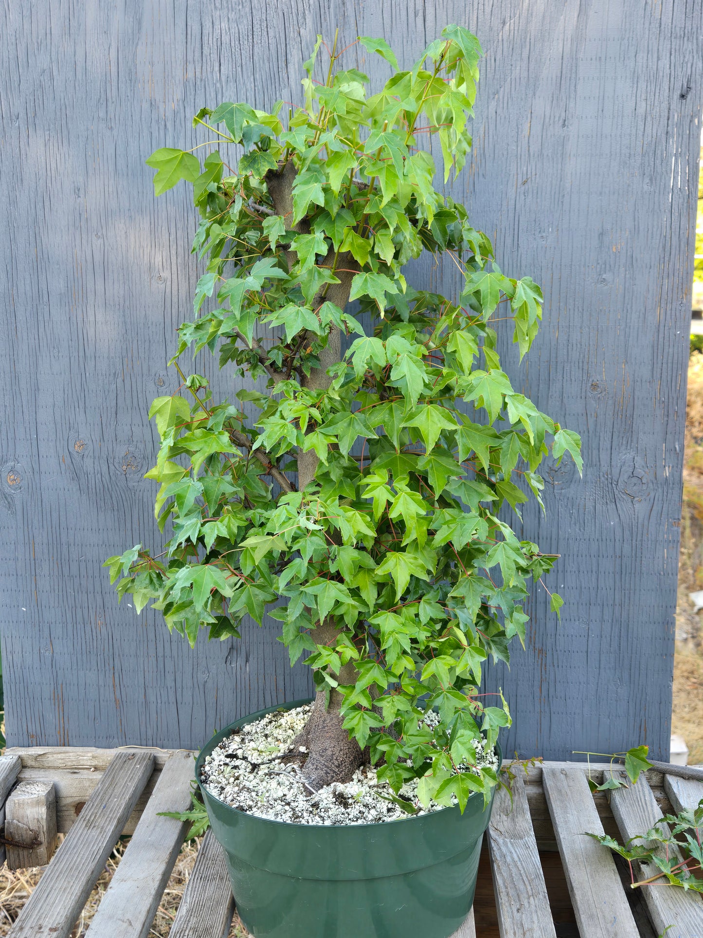 Trident Maple, Acer buergerianum, Absummer25,12