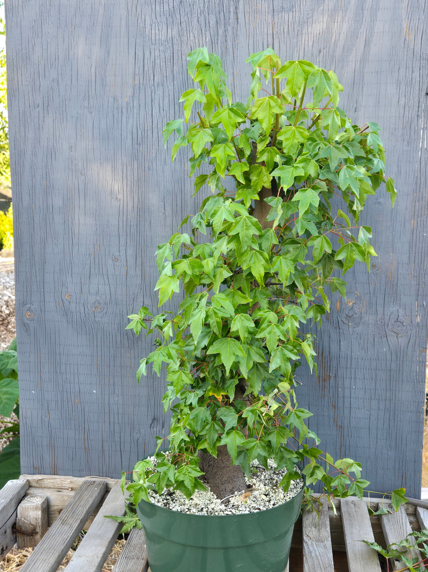 Trident Maple, Acer buergerianum, Absummer25,12