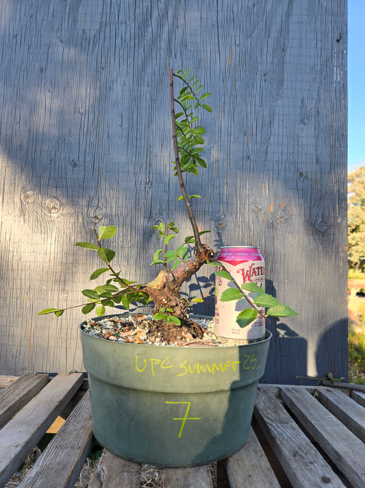 Cork Bark Chinese Elm, Upc1summer25,7