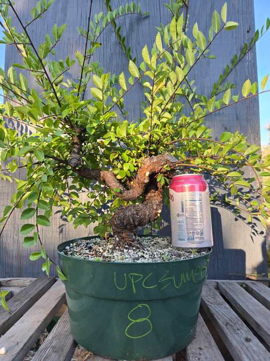 Cork Bark Chinese Elm, Upc1summer25,8