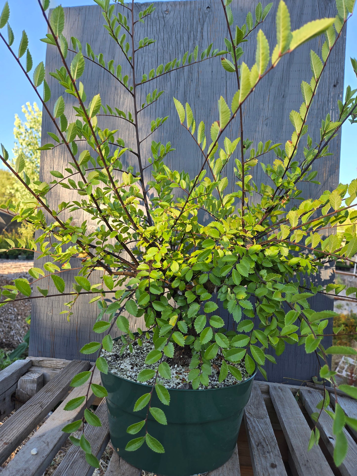 Cork Bark Chinese Elm, Upc1summer25,8