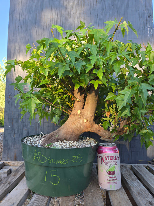 Trident Maple, Acer buergerianum, Absummer25,15