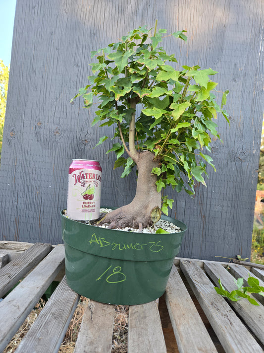 Trident Maple, Acer buergerianum, Absummer25,18