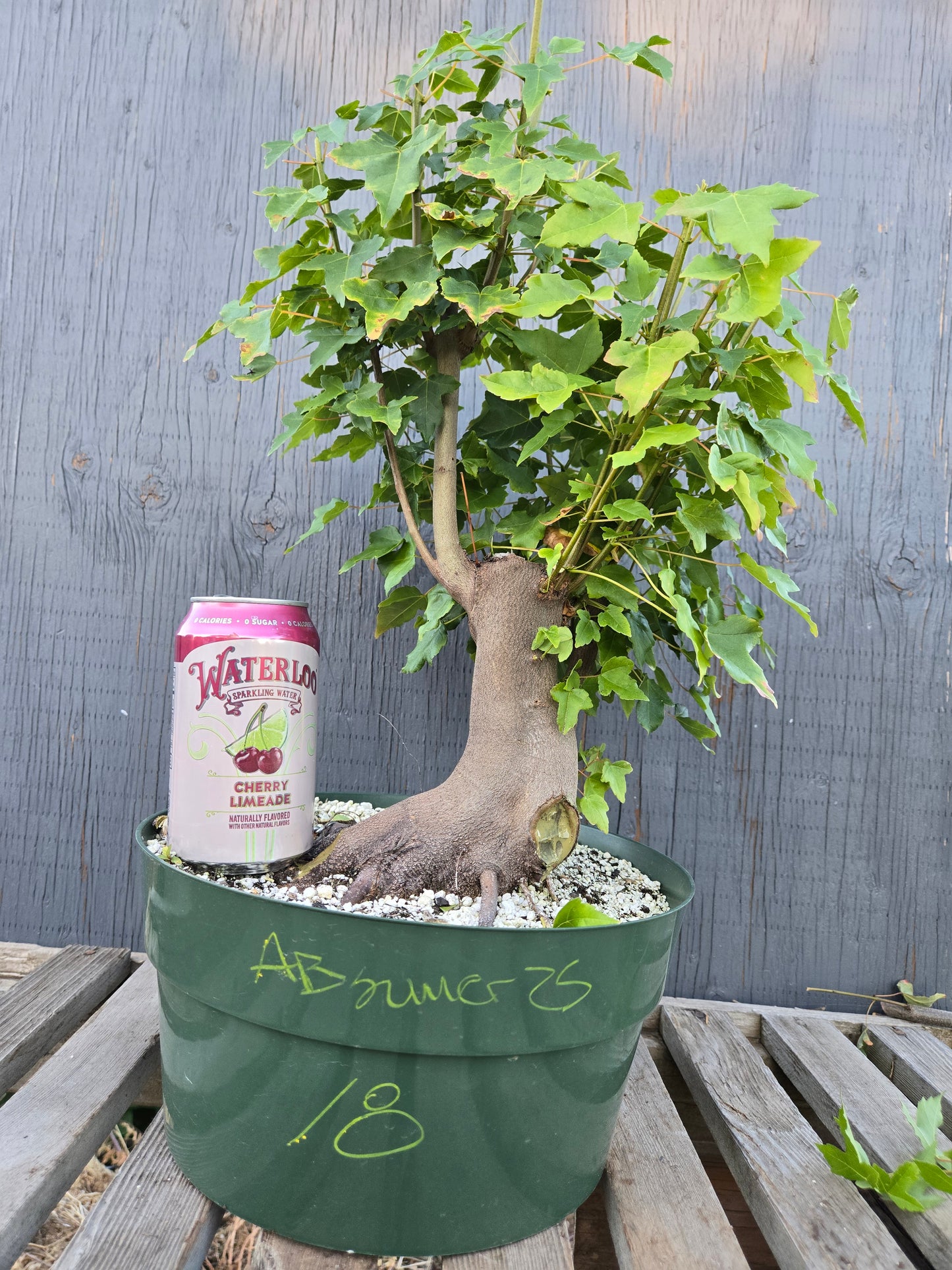 Trident Maple, Acer buergerianum, Absummer25,18