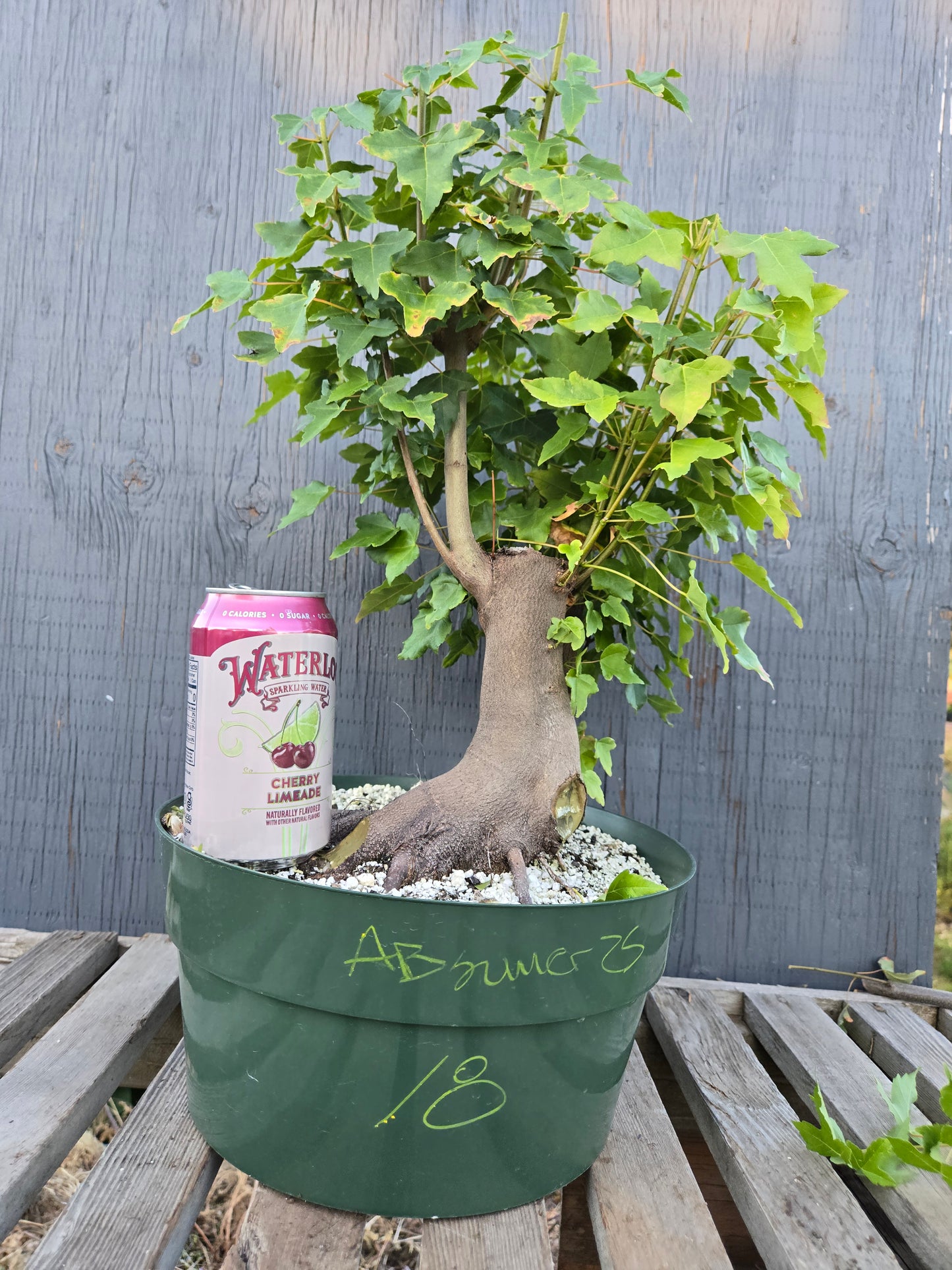 Trident Maple, Acer buergerianum, Absummer25,18