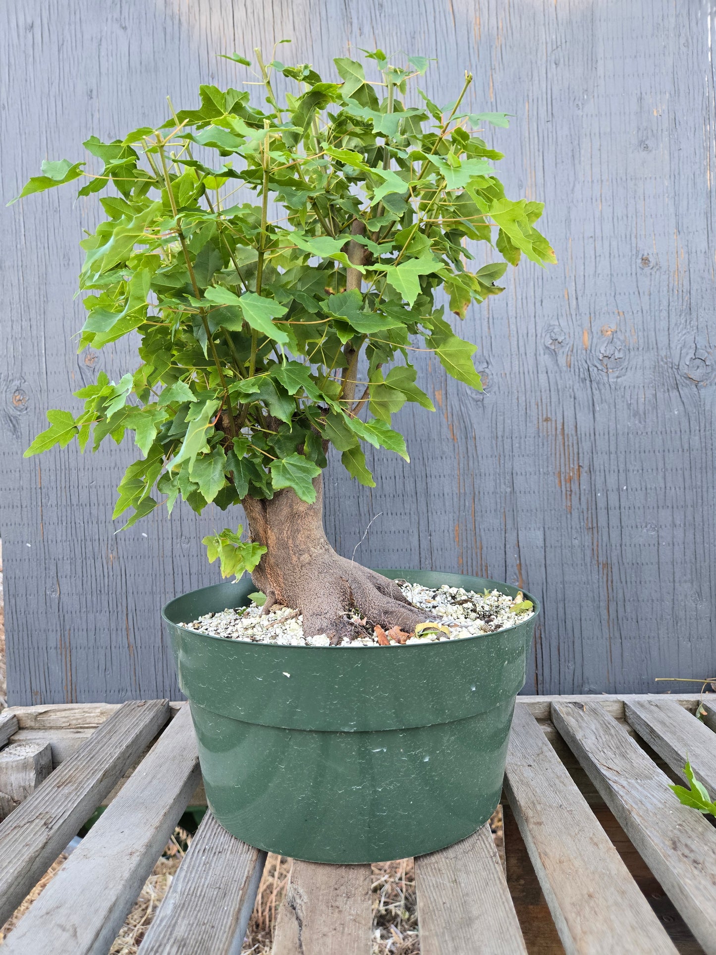 Trident Maple, Acer buergerianum, Absummer25,18