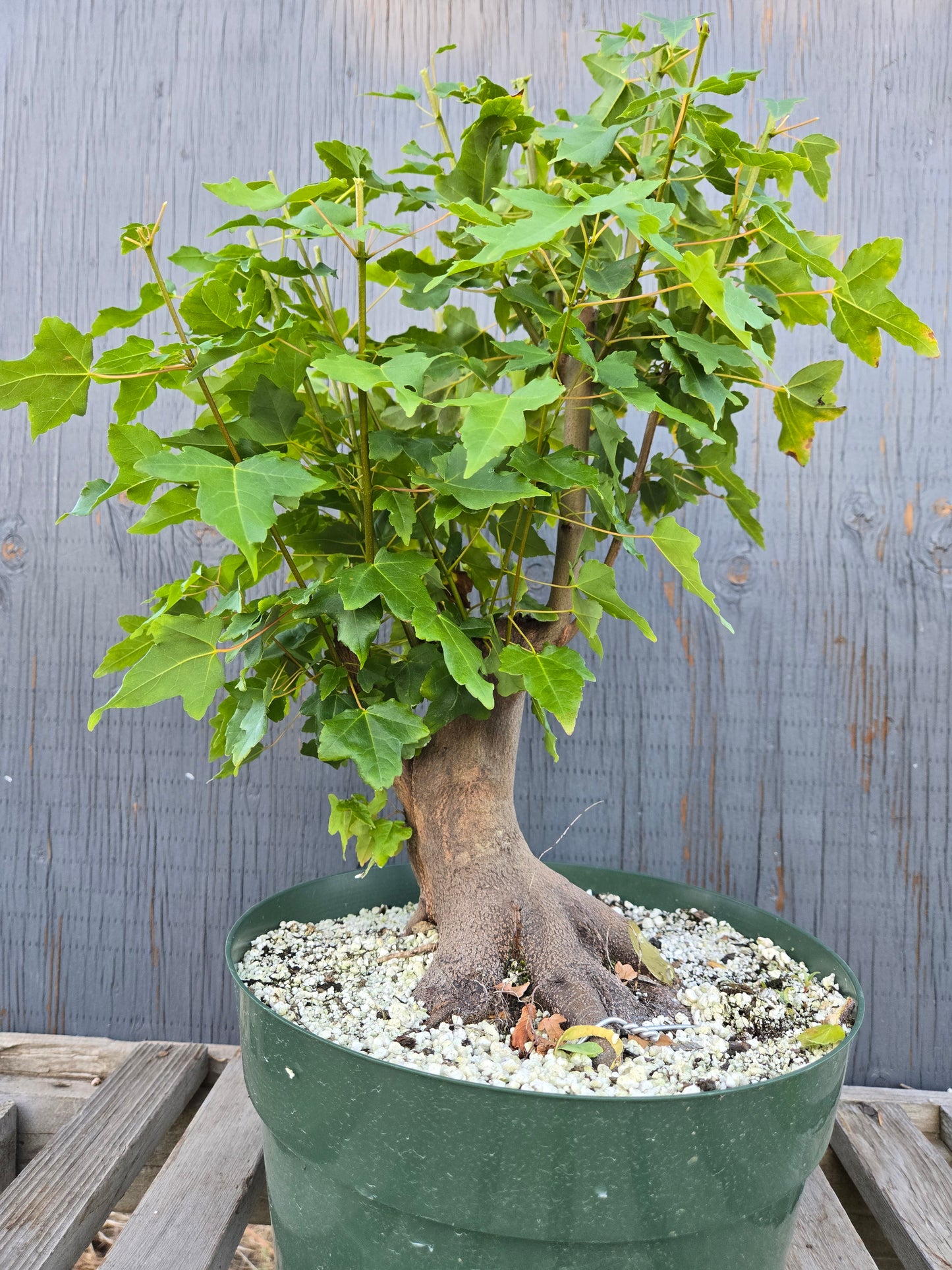 Trident Maple, Acer buergerianum, Absummer25,18