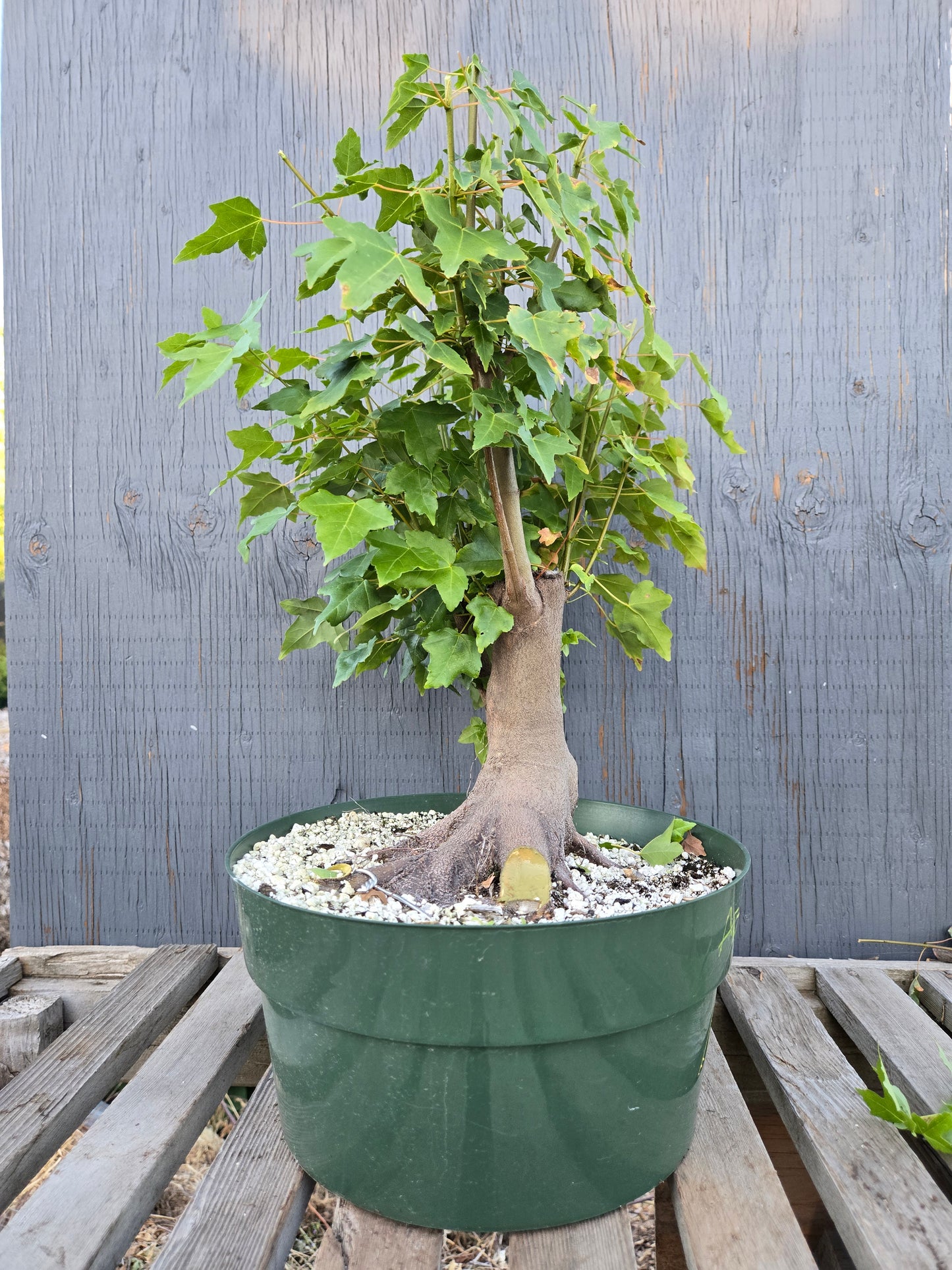 Trident Maple, Acer buergerianum, Absummer25,18