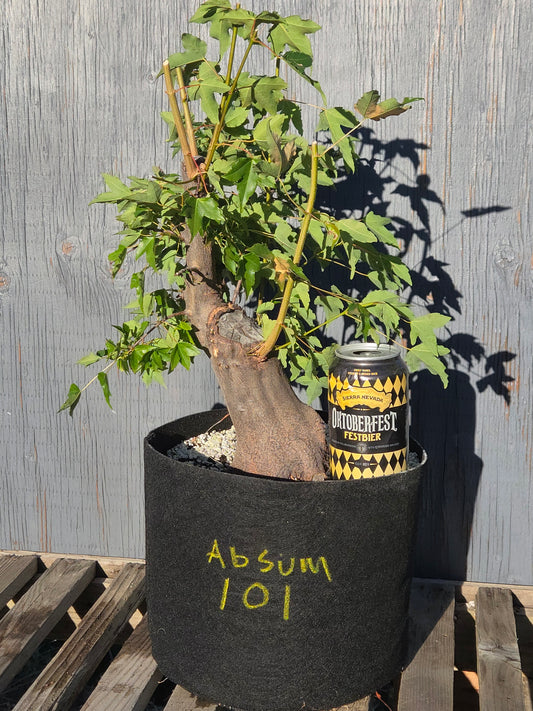 Trident Maple, Acer buergerianum, Absummer25,101