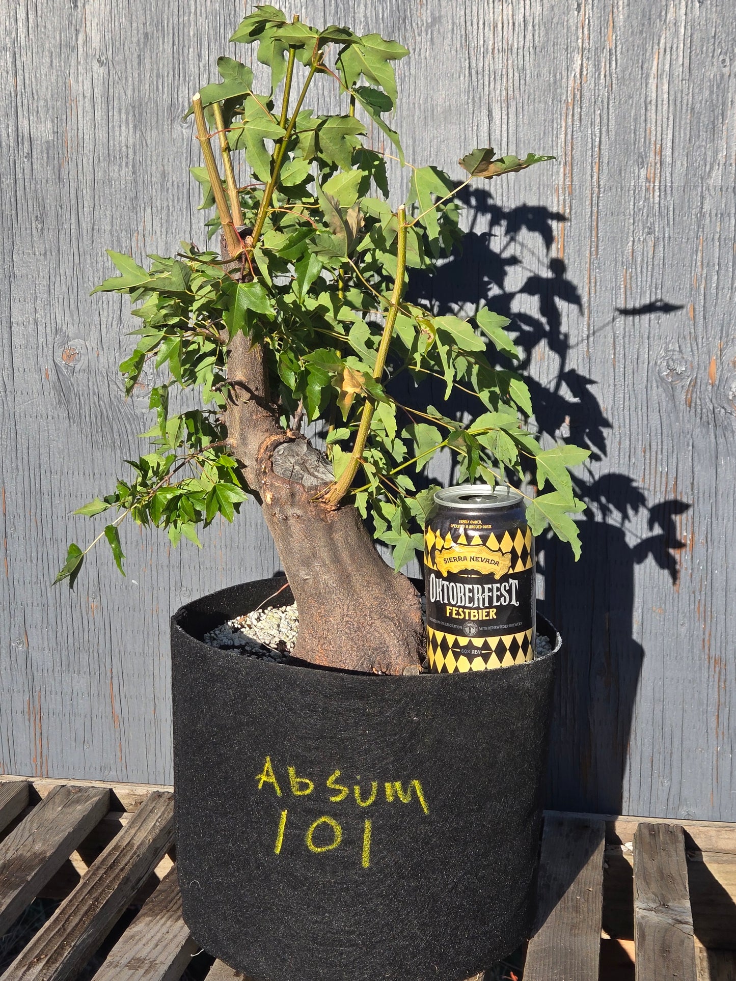 Trident Maple, Acer buergerianum, Absummer25,101