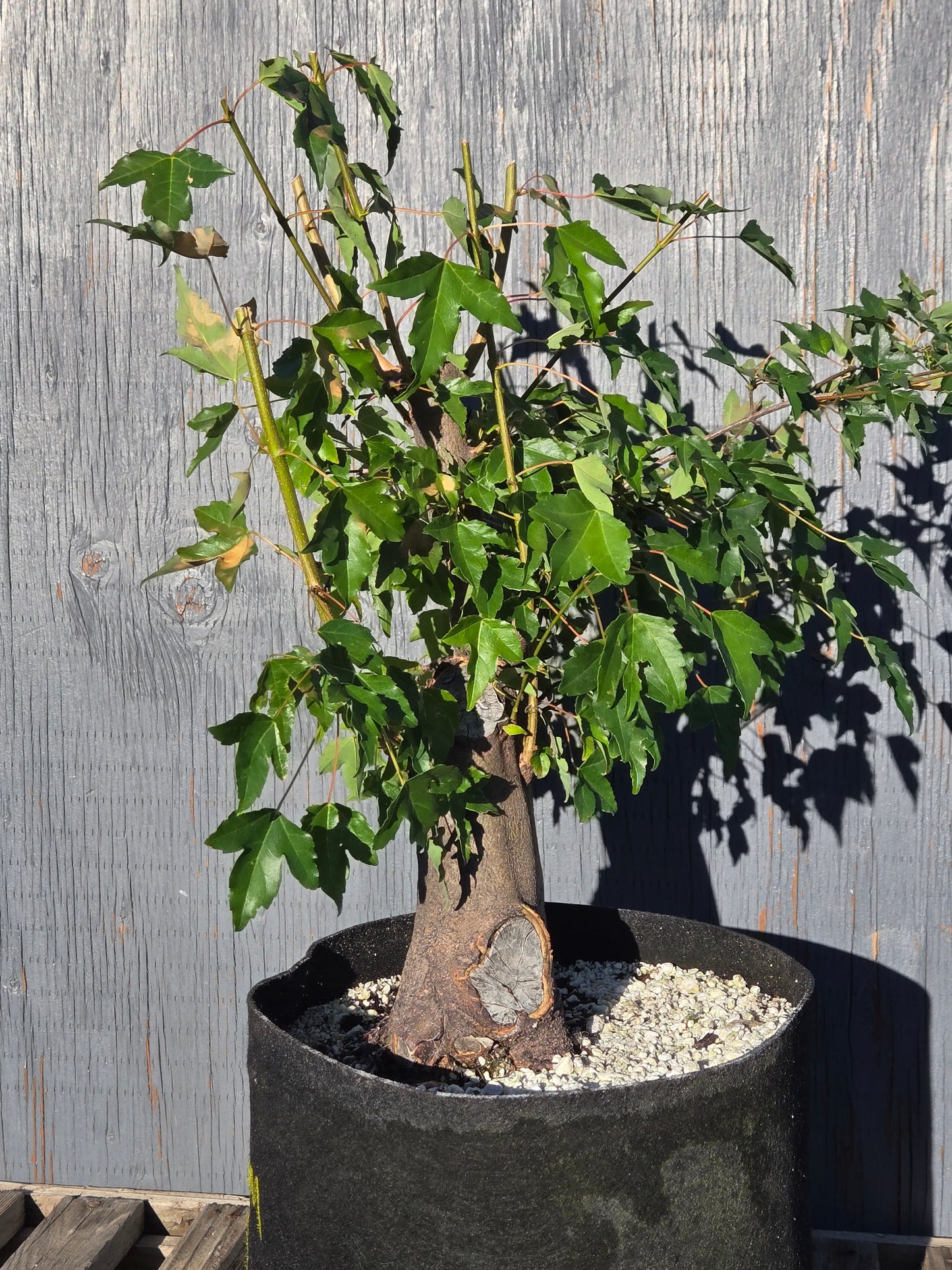 Trident Maple, Acer buergerianum, Absummer25,101