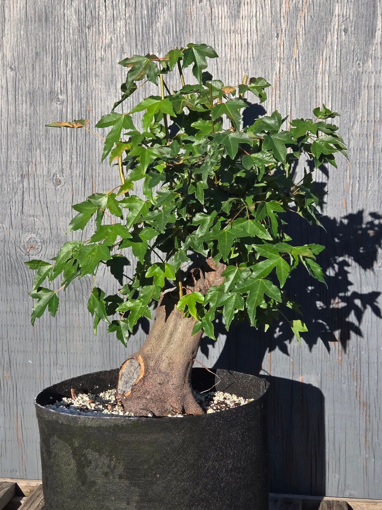 Trident Maple, Acer buergerianum, Absummer25,101