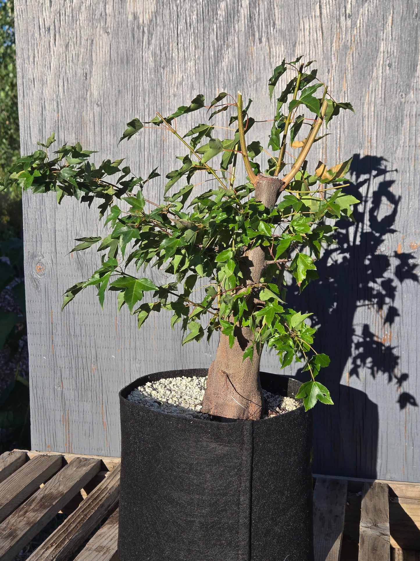 Trident Maple, Acer buergerianum, Absummer25,101