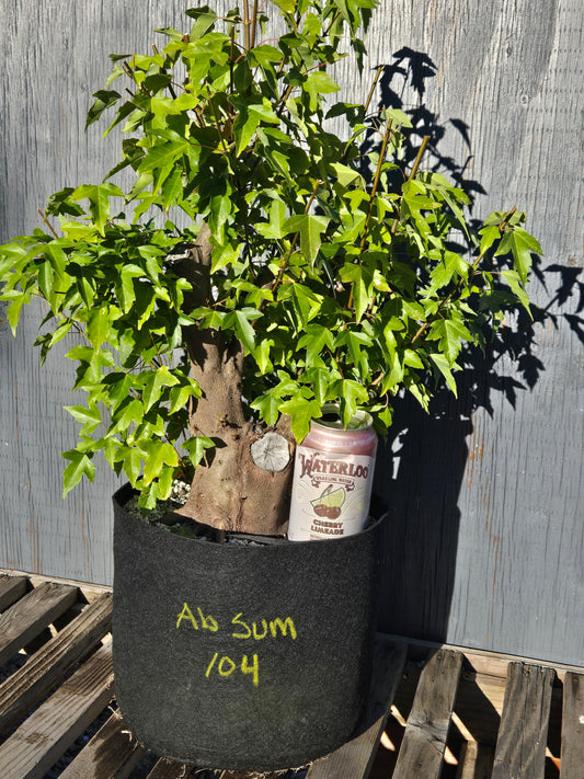 Trident Maple, Acer buergerianum, Absummer25,104