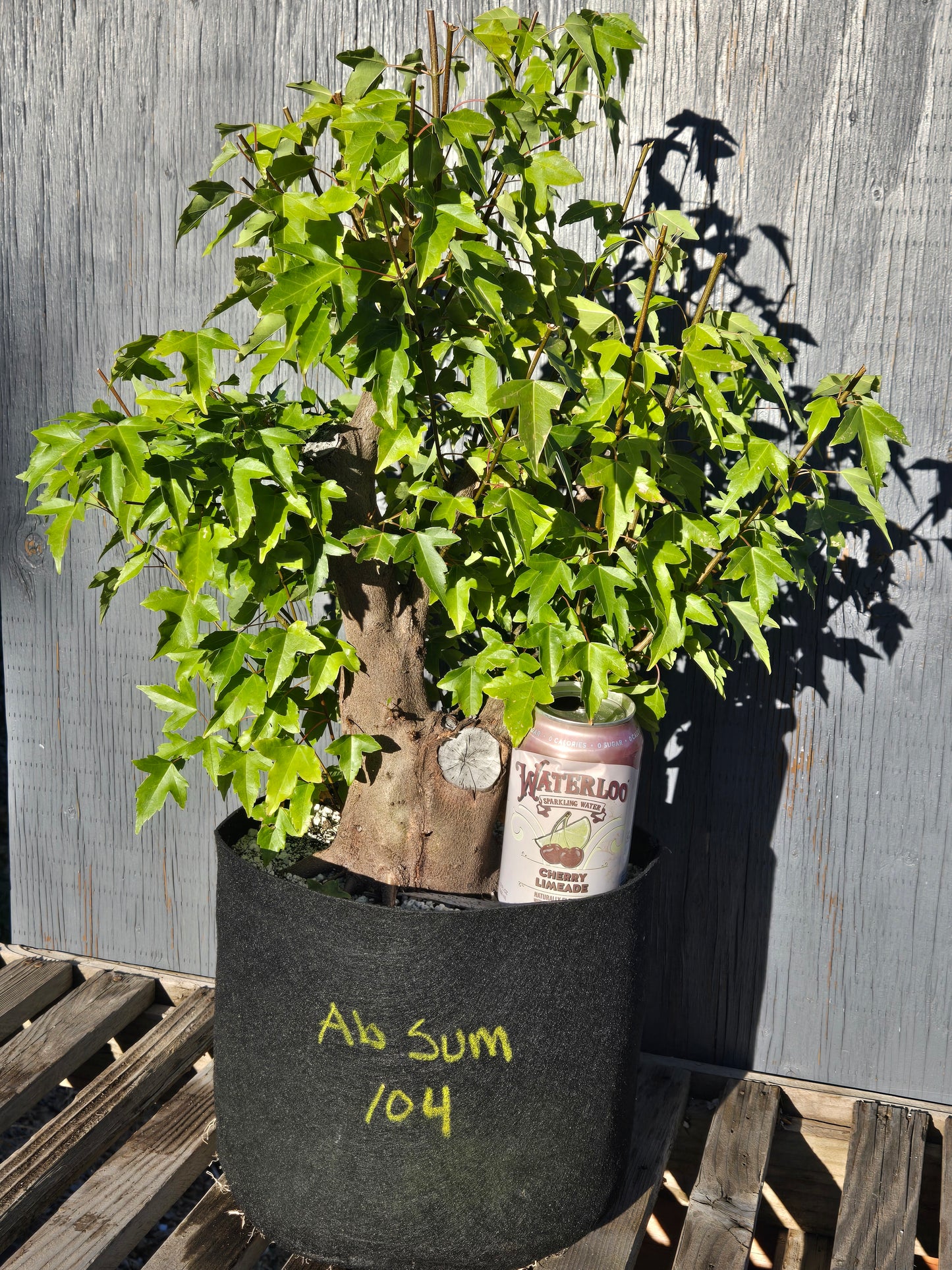 Trident Maple, Acer buergerianum, Absummer25,104