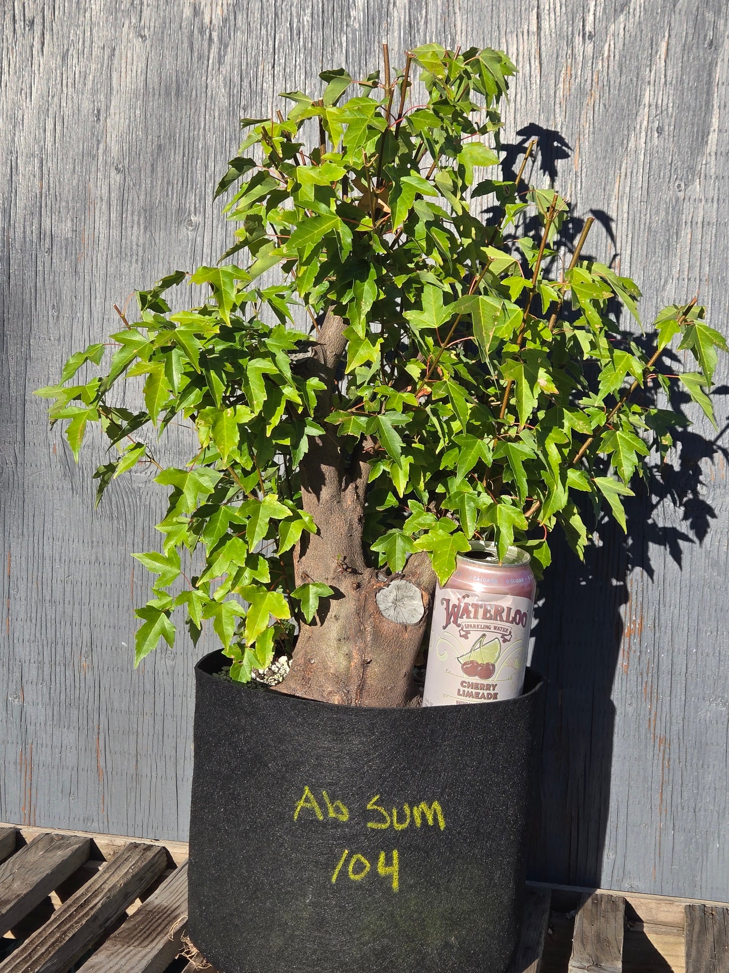 Trident Maple, Acer buergerianum, Absummer25,104