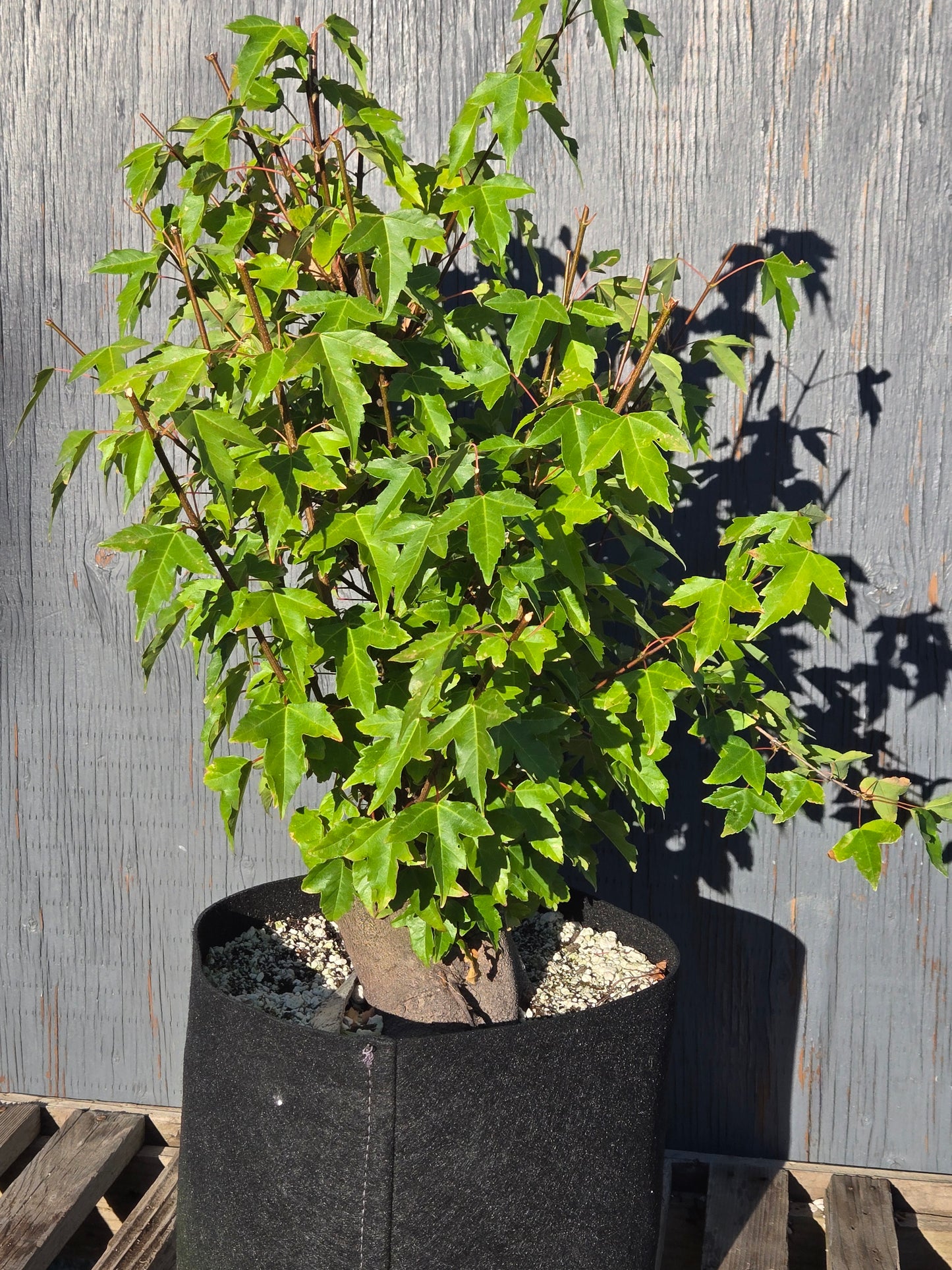 Trident Maple, Acer buergerianum, Absummer25,104