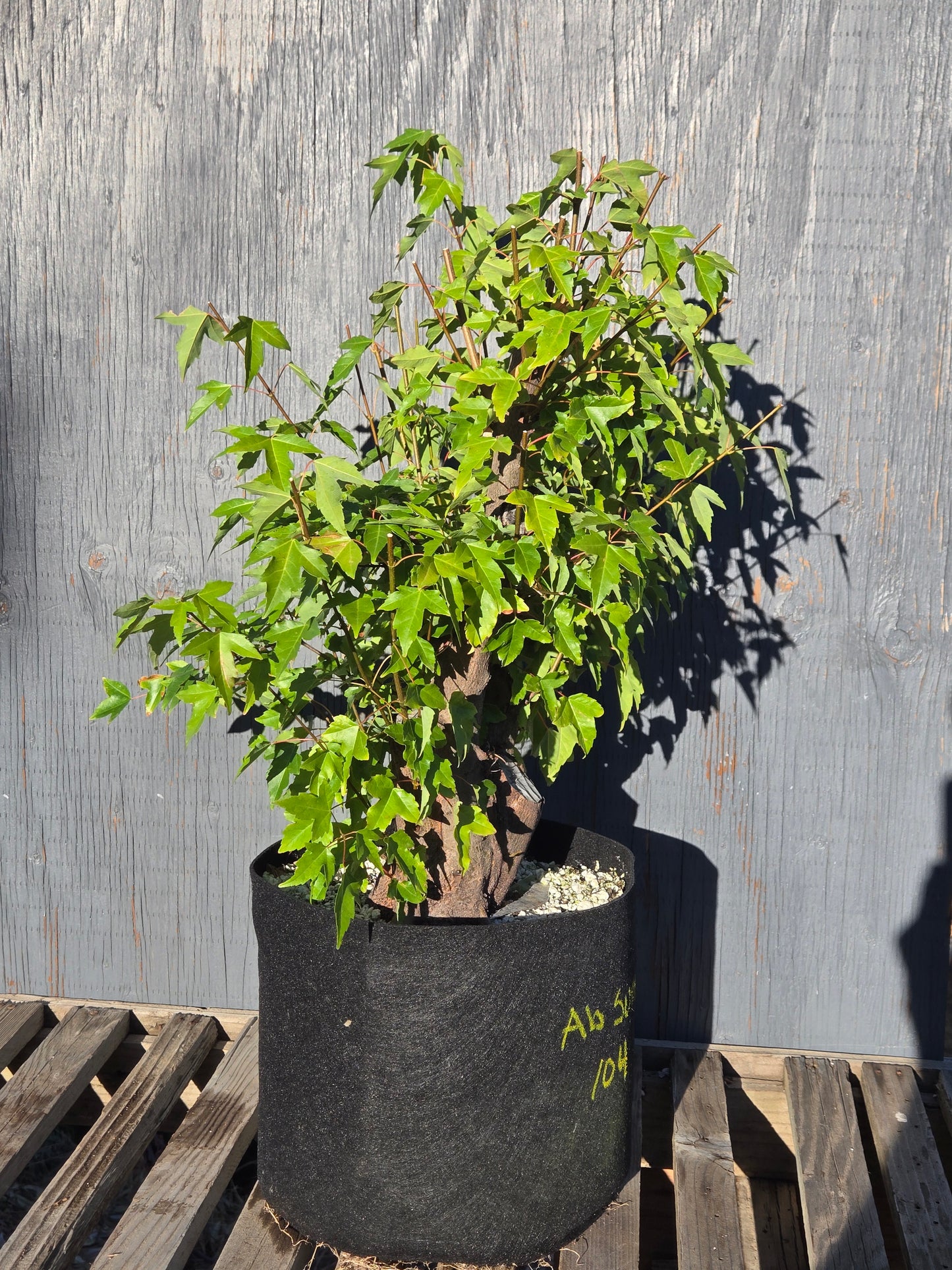 Trident Maple, Acer buergerianum, Absummer25,104