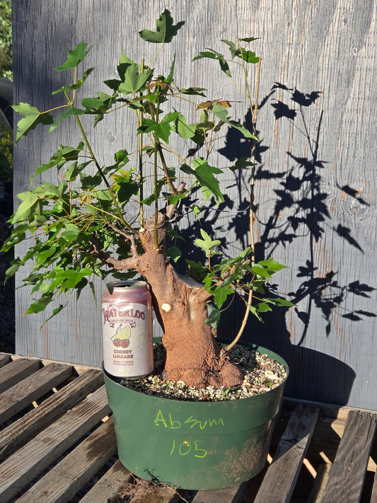 Trident Maple, Acer buergerianum, Absummer25,105