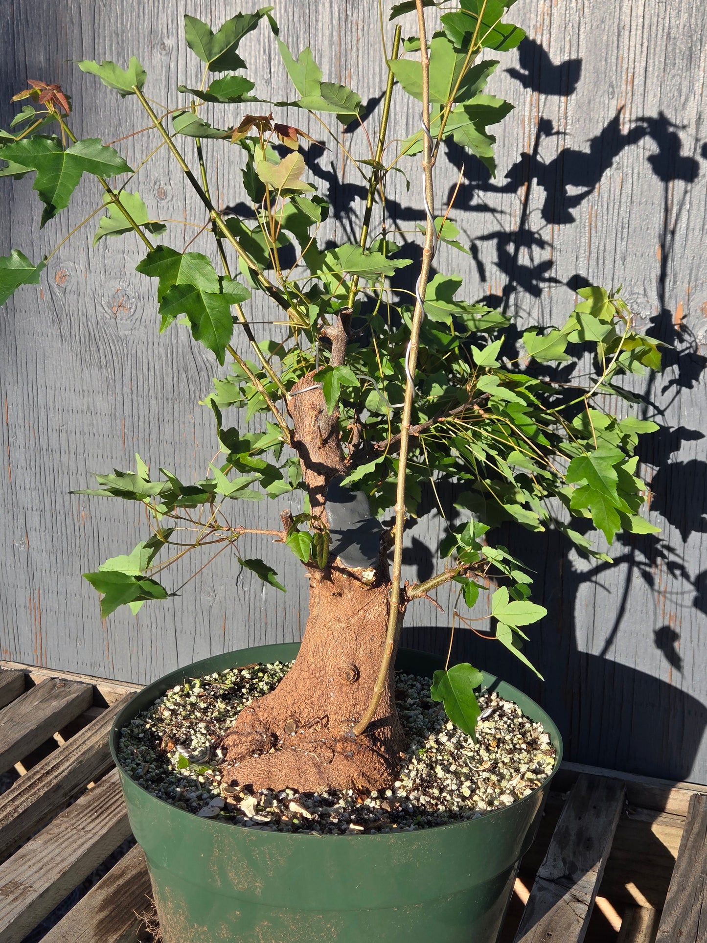 Trident Maple, Acer buergerianum, Absummer25,105
