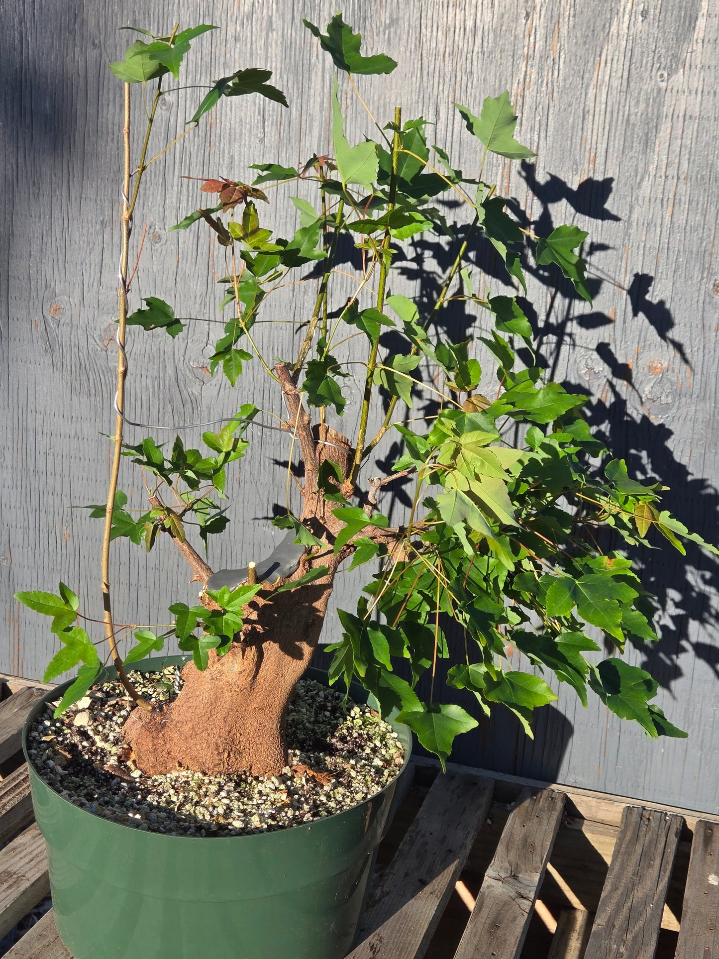 Trident Maple, Acer buergerianum, Absummer25,105