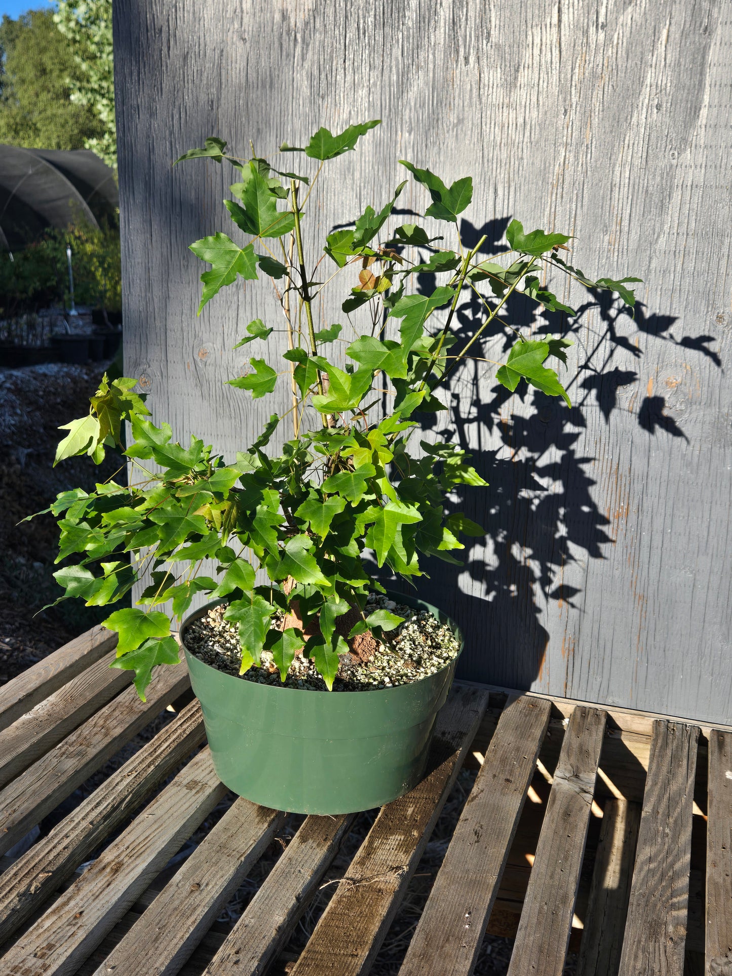 Trident Maple, Acer buergerianum, Absummer25,105
