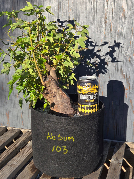 Trident Maple, Acer buergerianum, Absummer25,103