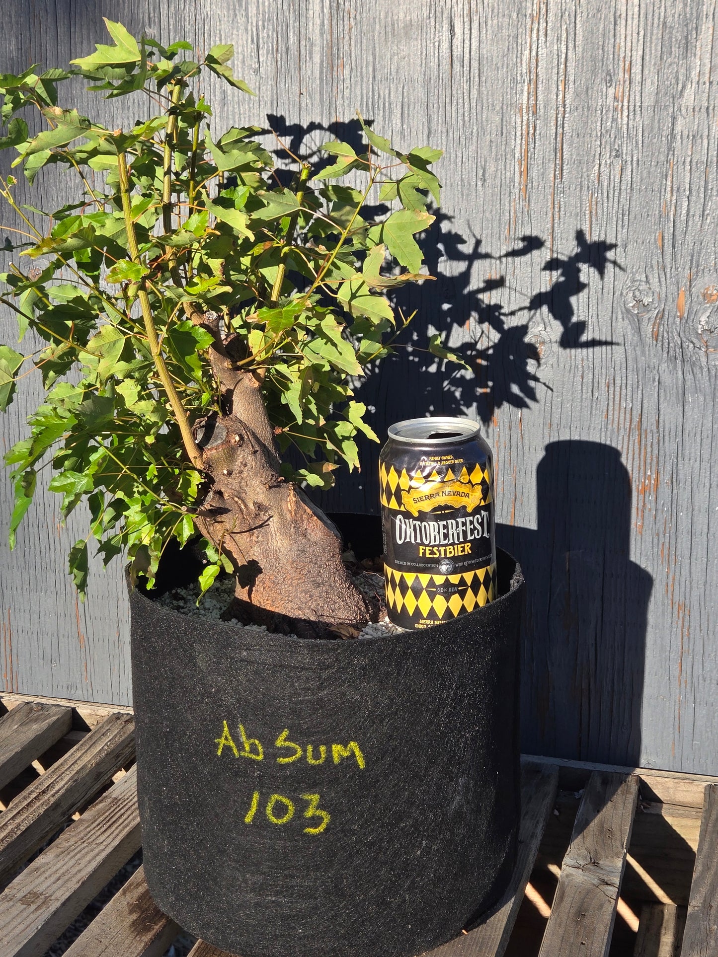 Trident Maple, Acer buergerianum, Absummer25,103