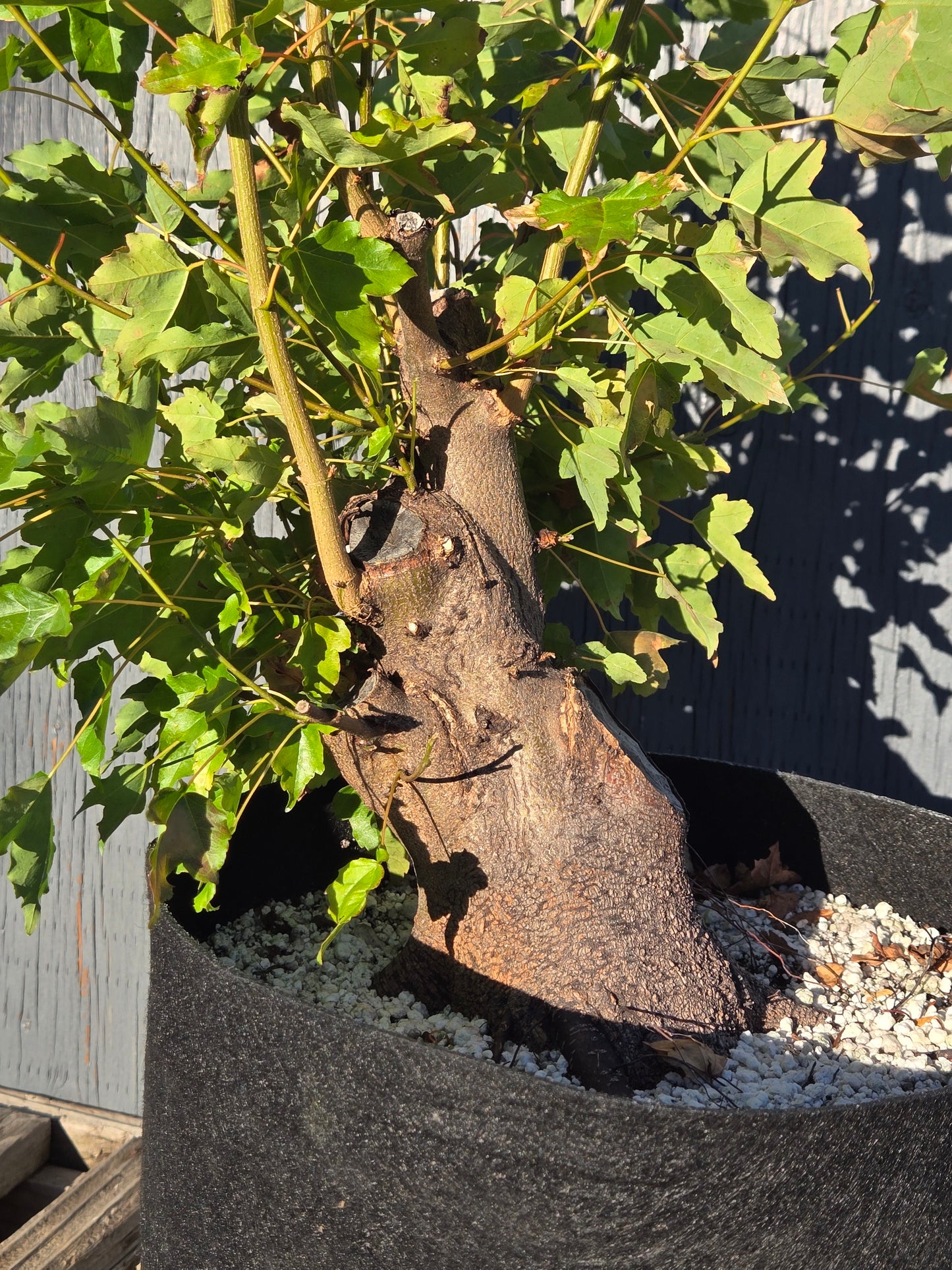 Trident Maple, Acer buergerianum, Absummer25,103