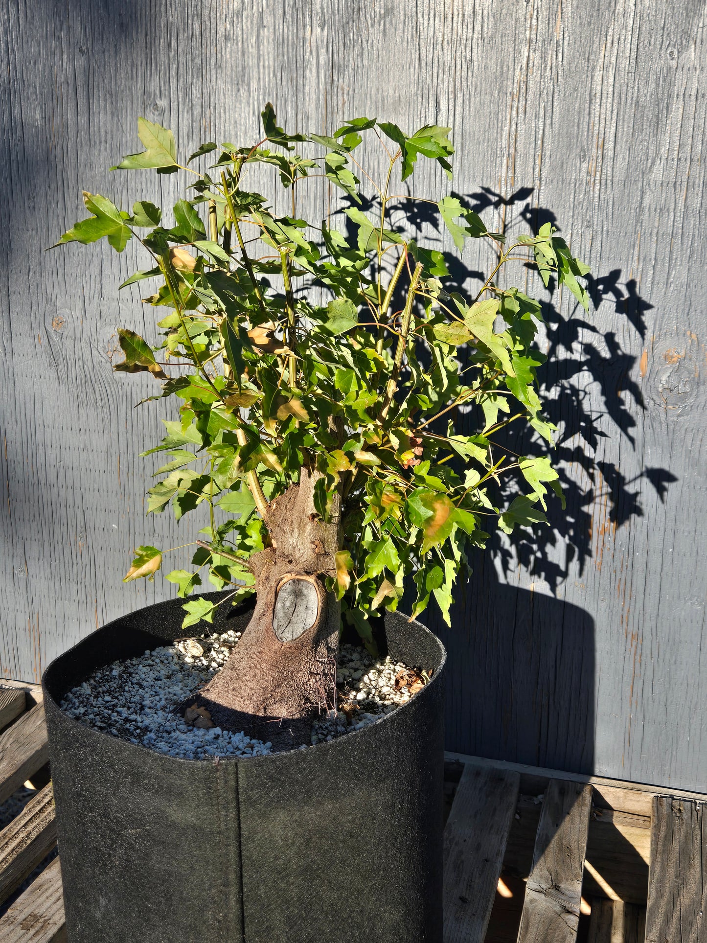Trident Maple, Acer buergerianum, Absummer25,103