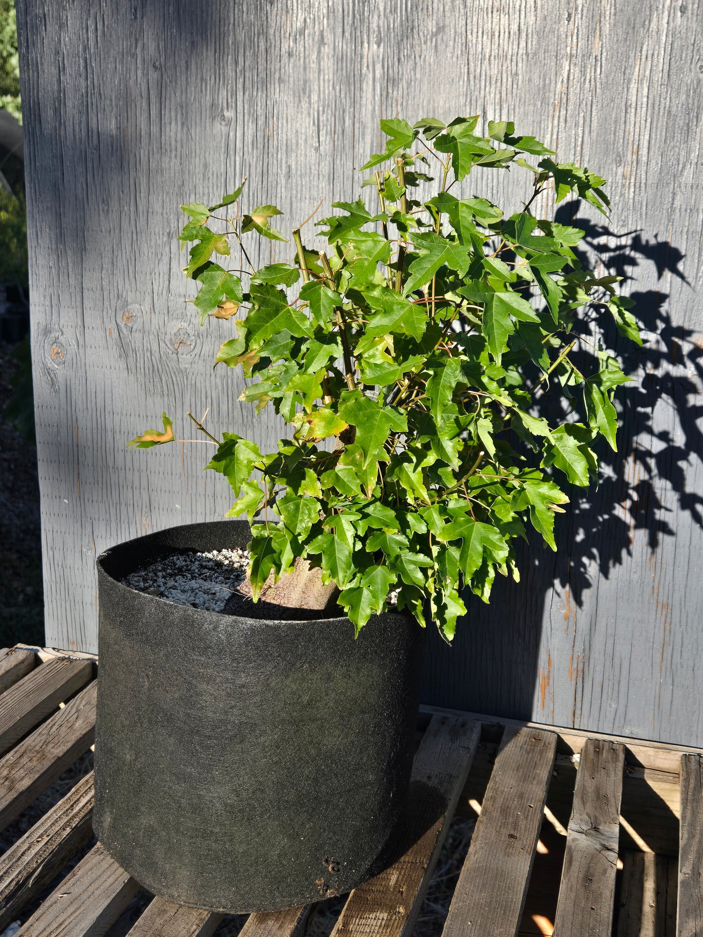 Trident Maple, Acer buergerianum, Absummer25,103