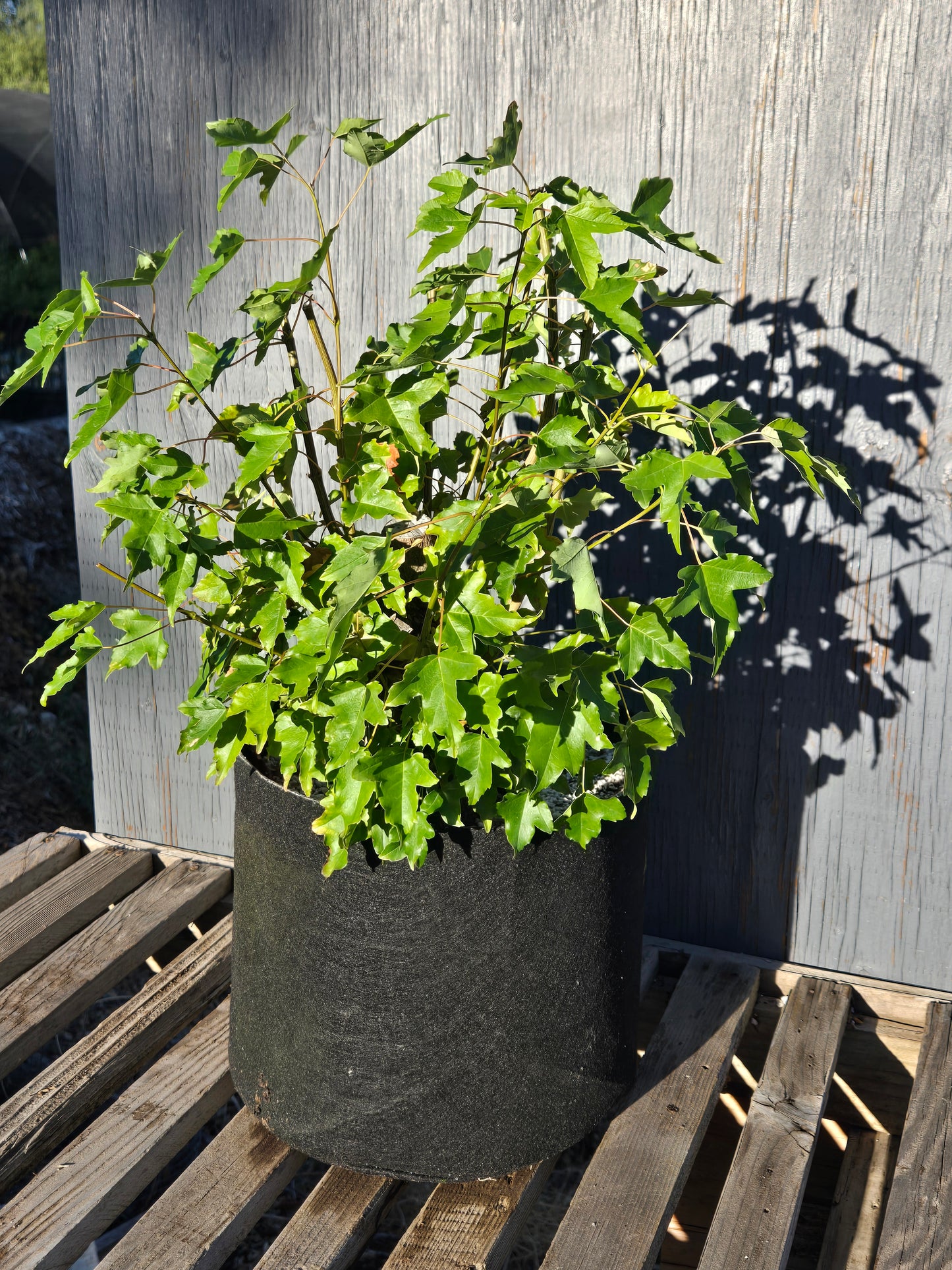Trident Maple, Acer buergerianum, Absummer25,103