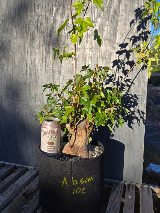 Trident Maple, Acer buergerianum, Absummer25,102