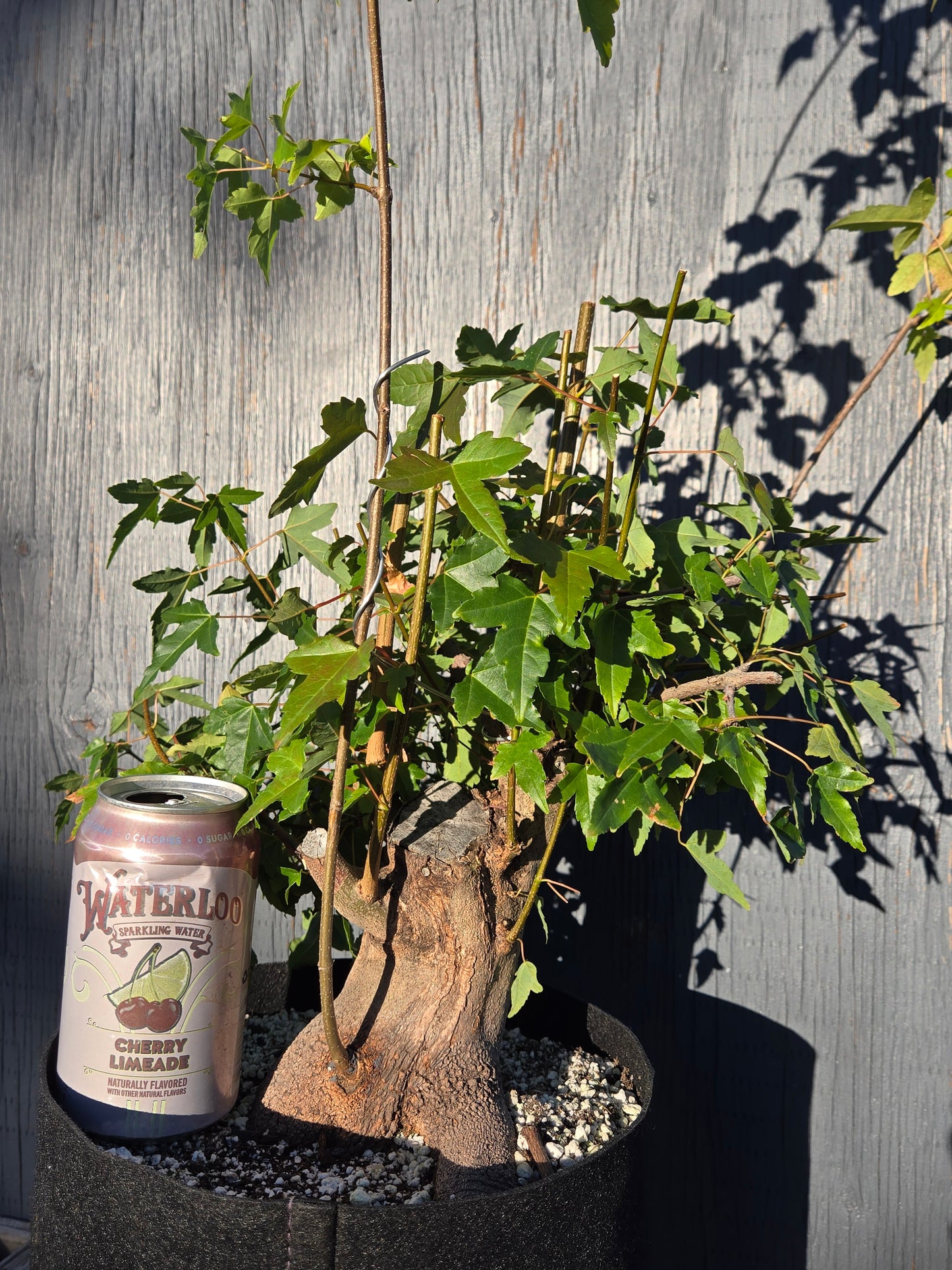 Trident Maple, Acer buergerianum, Absummer25,102